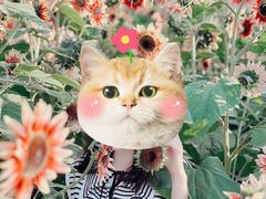 -花开海上生态园