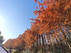 -上海海湾国家森林公园