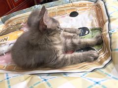-瑞派康怡24h宠物医院·犬猫医疗中心·微创绝育(瑞景分院)