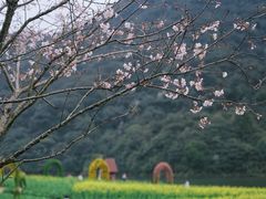 -广州市石门国家森林公园