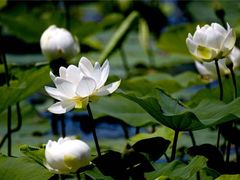 -泰州凤城河风景区-泰山公园