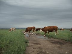 -敕勒川草原文化旅游区