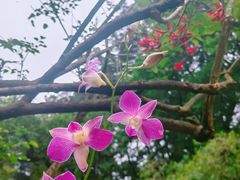 -广州兰圃