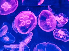 -波塞冬旅游度假区