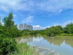 -大亚湾红树林城市湿地公园