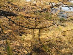 -苏木山森林公园