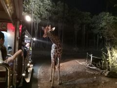 -清迈夜间动物园