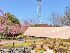 -顾村公园
