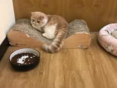 -滚猫咖啡·猫咖·猫友好撸猫(未来城店)