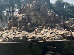 -合肥野生动物园