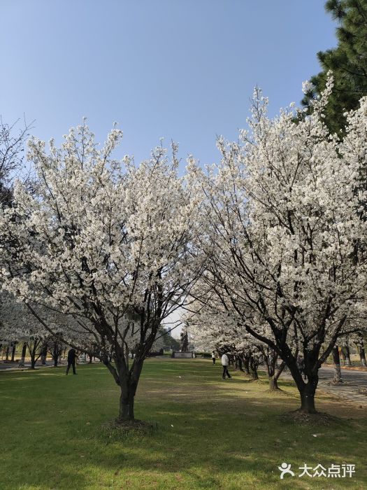 同济大学(嘉定校区)图片