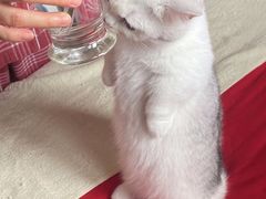 -猫大福·Fortune Cat猫舍(百子湾店)