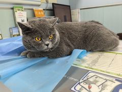 -纳吉亚猫专科动物诊疗中心(蒋宅口分院)