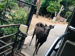 -清迈夜间动物园