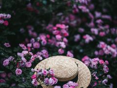 -国家植物园
