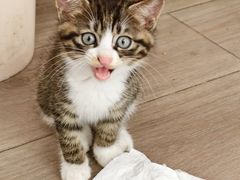 景观位-王学胜肉饼