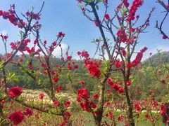 -南国桃园旅游度假区