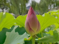 -莲花池公园