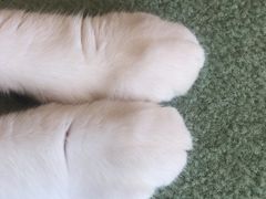 -CAT’S MEWSTAR CAFE·喵星球猫屋(晴湾咖啡店)