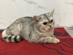 -伟伟宠物医院·CT影像中心·瑞派犬猫综合性门诊(汉口总院)