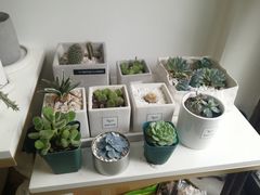 -Native Flower 莱提花艺(南海新天地广场店)