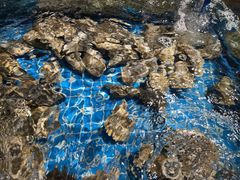 -帽帽家只卖生蚝·烧烤(沙湖路店)
