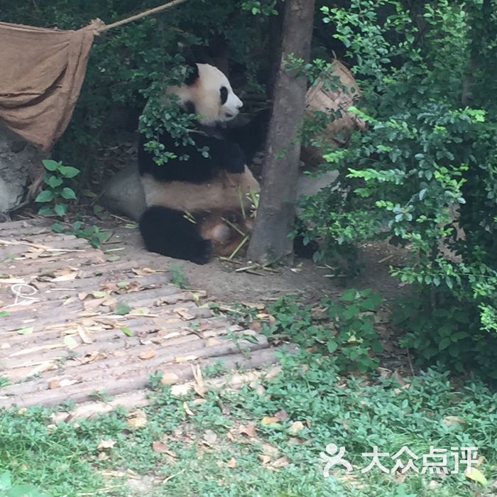 大熊貓繁育研究基地圖片-北京動物園-大眾點評網