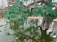 -西霞口神雕山野生动物世界