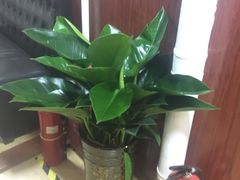 -深蓝盲人推拿·颈肩腰腿疼痛·艾灸调理(清河店)