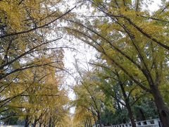 -三里屯东五街银杏大道