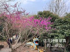 -紫金山山顶公园