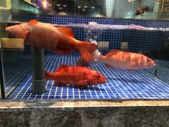 -德天肥牛海鲜火锅(龙吟坊店)