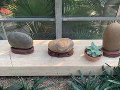 -南山植物园