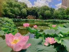 -陈家山荷花公园