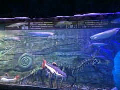 -芜湖新华联大白鲸海洋公园