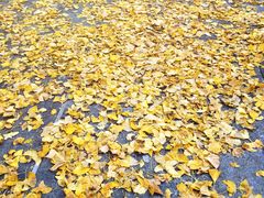 -两江幸福广场