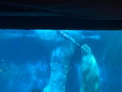 -海合安武汉极地海洋公园