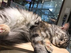 -momokira米努特·德文卷毛猫·棉花面纱犬