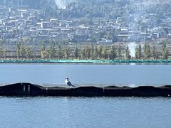 -大理洱源西湖景区