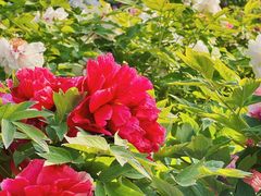 -莲花池公园