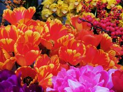 -溪岸路花鸟市场