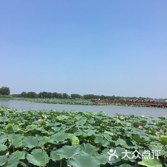 白洋淀嘎子印象