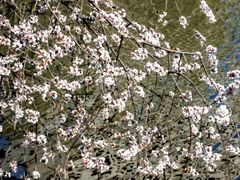 -桃花堤公园