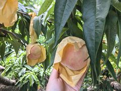 -老袁家蜜桃农场·阳山水蜜桃