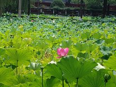-四川大学(望江校区)