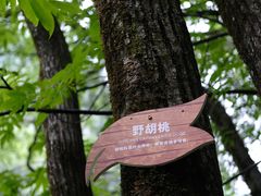 -青峰峡国家森林公园