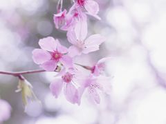 -福建鲤鱼洲酒店