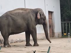 -合肥野生动物园