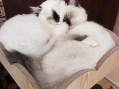 -猫咪咖啡店(新城大街店)