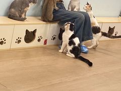 -喜猫·猫舍·洗护寄养